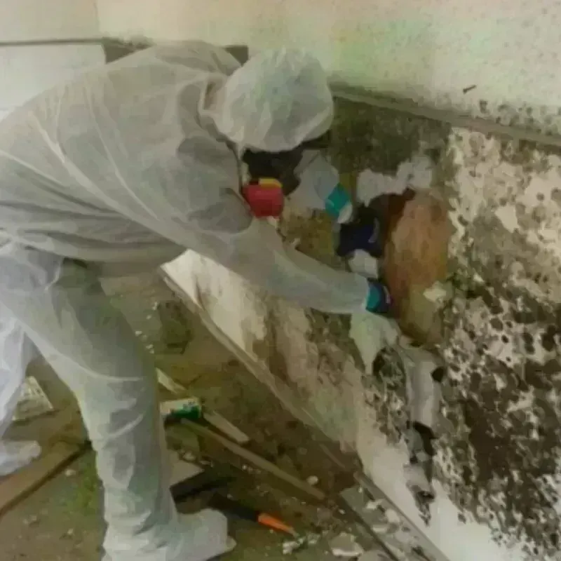 Mold Remediation and Removal in Flathead County, MT